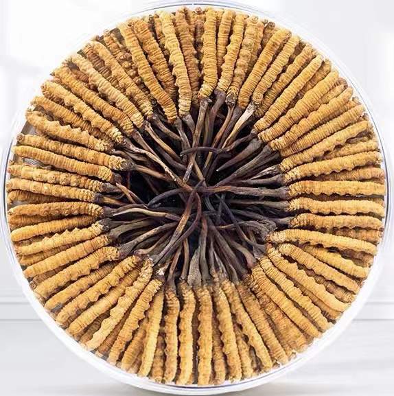 西塞山冬虫夏草回收